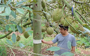 Xuất khẩu sầu riêng đông lạnh sang Trung Quốc: Doanh nghiệp tuân thủ thế nào, chuyên gia dự báo gì trong 10 năm tới?- Ảnh 5.