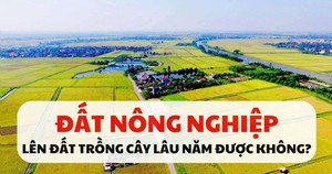 Xây công trình tạm trên đất nông nghiệp, người dân TP.HCM cần lưu ý gì? - Ảnh 3.