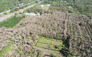 Đang đánh cá ở đầm phá Tam Giang, một ngư dân Thừa Thiên Huế bắt được con rùa "lạ" khổng lồ, nặng tới 70kg - Ảnh 3.