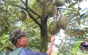 Sao cứ tới mùa này là có nhiều người ở Đồng Nai "í ới rủ nhau" đi "du mục"?- Ảnh 3.