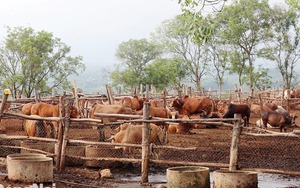 Trồng cây sáo tam phân hỗ trợ điều trị ung thư, một người Đồng Nai là Nông dân Việt xuất sắc 2024 - Ảnh 11.