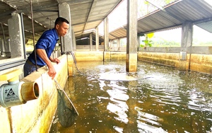 Thụ tinh nhân tạo giống bò 3B ở Hà Tĩnh, hiệu quả kinh tế cao - Ảnh 10.