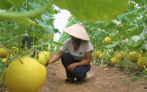 Sâu róm thế hệ III/2024 xuất hiện mật độ dày đặc ăn trụi lá hàng trăm ha rừng thông ở Nghệ An - Ảnh 9.