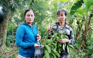 Ở Hà Tĩnh, trồng dưa hữu cơ kiểu gì mà 10 trái đẹp cả 10, dân "nhận lương cao" từ đất bỏ hoang? - Ảnh 13.