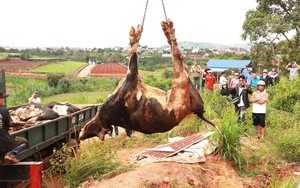 Xây dựng phương án bồi thường, hỗ trợ cho người dân có bò sữa chết sau tiêm vắc xin NAVET-LPVAC - Ảnh 9.