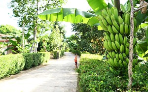 Lần đầu tiên Việt Nam nhập khẩu quả đào, xuân đào Mỹ,  - Ảnh 6.