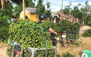 Sâu róm thế hệ III/2024 xuất hiện mật độ dày đặc ăn trụi lá hàng trăm ha rừng thông ở Nghệ An - Ảnh 7.