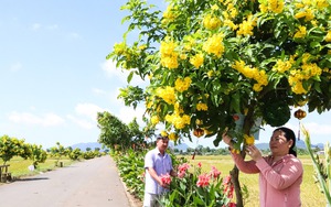 Cảnh quan đẹp như phim ở một xã nông thôn mới huyện Yên Thành của Nghệ An, hàng rào như tranh vẽ - Ảnh 9.