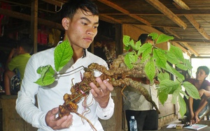 Vì sao Việt Nam có loại sâm quý nhất thế giới nhưng lại chưa có thương hiệu, chỉ bán sản phẩm ở trong nước? - Ảnh 3.