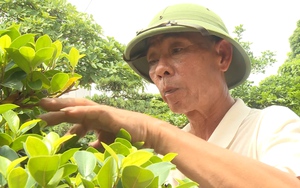 Nuôi cá đặc sản trên sông Đuống, lão nông thu về lợi nhuận 1 tỉ đồng mỗi năm- Ảnh 1.