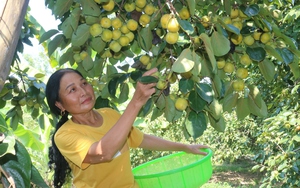 Lão nông người Mông tiên phong trồng chè ở Lào Cai - Ảnh 1.