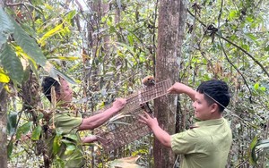 Lạ miệng chưa, rau bắp cải xuất xứ châu Âu cuốn với quả nhót xanh chua dẳng-hóa đặc sản Điện Biên - Ảnh 3.