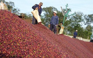 Robusta tụt dốc khi thiếu vắng hoạt động giao dịch, cà phê trong nước cũng đi xuống - Ảnh 7.