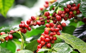 Giá cà phê tăng mạnh cuối tuần, cà phê Robusta tiếp tục lập kỷ lục, tạo đỉnh mới - Ảnh 5.