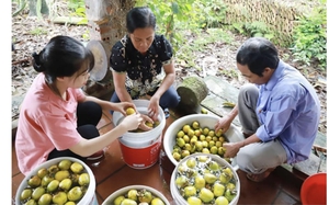 Một tỷ phú ở Phú Thọ làm du lịch nông nghiệp, trồng cây mới lạ, thu 40 tỷ/năm là Nông dân VNXS - Ảnh 12.