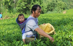 Lào Cai: Nâng cao kỹ năng tổ chức sản xuất kinh tế xanh, tuần hoàn, nông nghiệp hữu cơ gắn với du lịch cộng đồng - Ảnh 3.