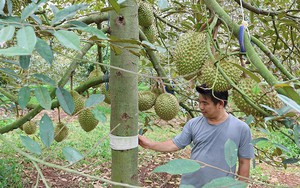 Ở Bến Tre, ngành chức năng vừa thả ra 500 triệu con động vật gì tại các nơi trồng dừa? - Ảnh 5.