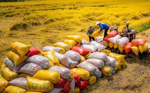 Giá gạo xuất khẩu tăng cao, vì sao doanh nghiệp trong ngành vẫn lo ngại thua lỗ? - Ảnh 5.