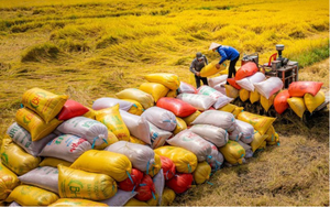 Giá gạo đang đi lên, doanh nghiệp gạo vẫn lo ngại nguy cơ thua lỗ cuối năm, vì sao? - Ảnh 7.