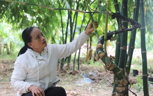 Loại bánh to tròn, căng bóng của người Tày, Nùng xứ Lạng dâng lên gia tiên, cầu mùa màng bội thu- Ảnh 5.