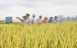 Vinaseed và SIAE ký kết biên bản ghi nhớ tăng cường hợp tác và chuyển giao khoa học công nghệ- Ảnh 8.