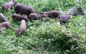 Loại bánh to tròn, căng bóng của người Tày, Nùng xứ Lạng dâng lên gia tiên, cầu mùa màng bội thu- Ảnh 7.