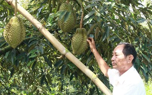 Một tỷ phú Bến Tre bỏ nghề mặn chát, liều nuôi tôm công nghệ cao, là Nông dân Việt Nam xuất sắc - Ảnh 11.