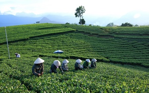 Mối gắn kết từ hàng chục ngàn hộ trồng chè tại Thái Nguyên đến sản phẩm Trà Xanh - Ảnh 8.