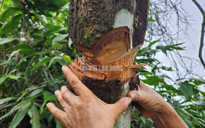 TP.Thanh Hóa cưỡng chế buộc khắc phục hậu quả đối với công trình xây dựng sai phép tại đê hữu sông Mã- Ảnh 3.