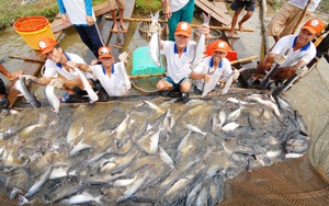 Cô gái người Nùng khởi nghiệp với quả gì mà khiến Shark Bình ấn tượng, đầu tư 5 tỷ đồng? - Ảnh 7.