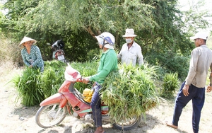 Chủ tịch tỉnh Trà Vinh Lê Văn Hẳn: Dừa sáp có cơm dày và dẻo, khi thưởng thức sẽ làm thực khách nhớ mãi - Ảnh 6.