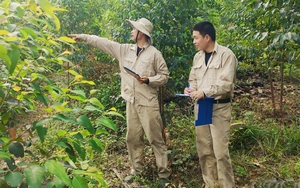 Câu chuyện "tư duy ngược" và cách biến rừng "thành vàng" của Bộ trưởng Lê Minh Hoan - Ảnh 7.