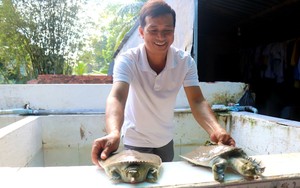 "Cả làng" ở Cần Thơ trồng mãng cầu xiêm, quả đặc sản to bự, nhà nào cũng giàu, đụng tỷ phú dễ ợt - Ảnh 2.