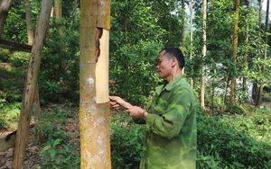 Một nông dân Lào Cai nuôi cá chép to bự dày đặc trong ao đề xuất với ngân hàng cho vay điều này - Ảnh 5.