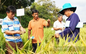 Nông dân vùng này của Cà Mau lội ruộng thảy loại cây sản sinh ra “hạt ngọc của trời” - Ảnh 12.