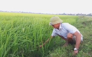 Trồng hoa hòe tốt um vườn, hái hoa, bẻ nụ phơi khô, một ông nông dân Ninh Bình bán giá nhà giàu- Ảnh 8.