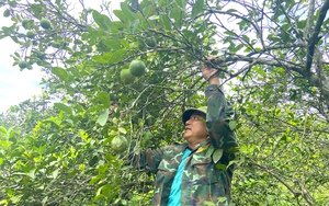 Nông dân miền núi Hà Tĩnh thất thu vì thứ quả được ví như “vàng đen” mất mùa chưa từng có - Ảnh 18.