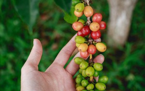 Cà phê Robusta tăng trở lại ngay sau 1 phiên giảm, có lúc vượt kỷ lục - Ảnh 5.