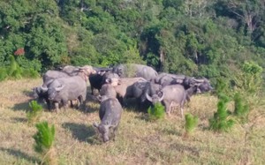 Công an phá đường dây chuyên cung cấp ma túy đá ở Ninh Thuận- Ảnh 4.