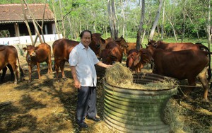 Trồng cây quế to bự lấy vỏ bán có mùi thơm, cay như ớt, nông dân Quảng Nam lãi gần 1 tỷ/ha - Ảnh 6.