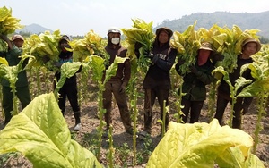 Lập luận tăng thuế thuốc lá làm gia tăng hàng nhập lậu là sai lệch - Ảnh 3.