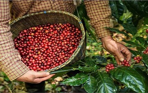 Robusta tụt dốc khi thiếu vắng hoạt động giao dịch, cà phê trong nước cũng đi xuống - Ảnh 6.