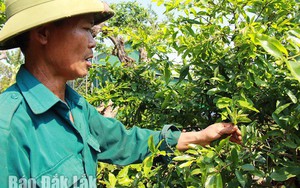 Làm nghề này, những lão nông ở Đắk Lắk vừa nhàn nhã 