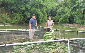 Nước đổ về, dân một xã ở Quảng Bình kéo ra sông Nhật Lệ tung lưới bắt toàn cá đặc sản ngon - Ảnh 8.