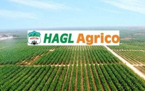 HAGL Agrico báo lỗ quý thứ 14 liên tiếp, nợ vay ngắn hạn tăng thêm hơn 2.000 tỷ đồng - Ảnh 5.