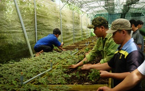 Hội Nông dân Quảng Nam giúp nông dân đưa công nghệ số vào sản xuất, tiêu thụ nông sản- Ảnh 7.