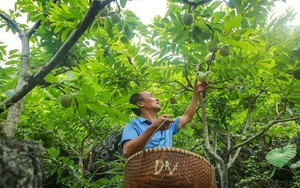 Đặc sản ở rừng U Minh Hạ từ một loài hoa mọc dại, không chỉ ngon mà còn bổ dưỡng, là vị thuốc quý - Ảnh 3.