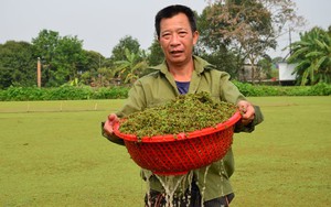 Số lượng bò sữa chết tiếp tục gia tăng ở Lâm Đồng, Bộ NNPTN chỉ đạo "nóng" - Ảnh 6.