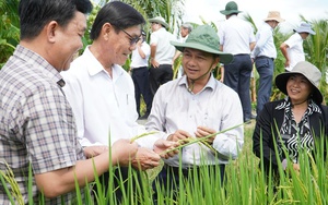 “Quả ngọt” từ “đám lá sinh kế” - Ảnh 1.