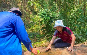 Cái khó ló cái khôn, nông dân Nghệ An dùng kế để cây chanh chết giả kích sai hoa, đậu nhiều quả - Ảnh 8.